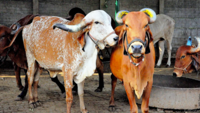 Photo of गाय खरीदने के लिए 80 हजार देगी योगी सरकार