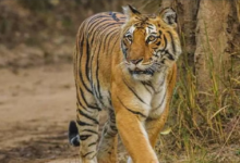 Photo of अज्ञात वाहन ने बाघ‍िन को मारी टक्‍कर, झाड़ियों से शव हुआ बरामद