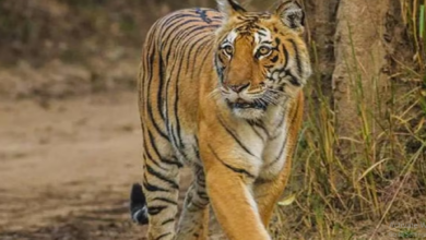 Photo of अज्ञात वाहन ने बाघ‍िन को मारी टक्‍कर, झाड़ियों से शव हुआ बरामद