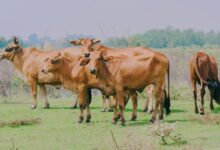 Photo of गौ-तस्करी करने वालों को खुलेआम सड़कों या चौराहे पर मारी जाएगी गोली: कर्नाटक के मंत्री