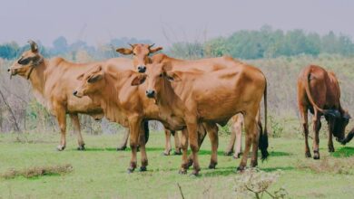 Photo of गौ-तस्करी करने वालों को खुलेआम सड़कों या चौराहे पर मारी जाएगी गोली: कर्नाटक के मंत्री