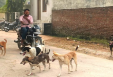 Photo of दिल्ली की सड़कों-गलियों में आवारा कुत्तों का खौफ…