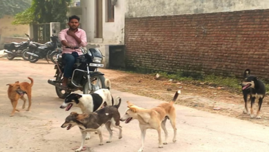 Photo of दिल्ली की सड़कों-गलियों में आवारा कुत्तों का खौफ…