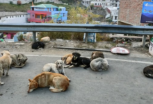 Photo of लावारिस कुत्तों की नसबंदी करने वाला अभियान होगा तेज