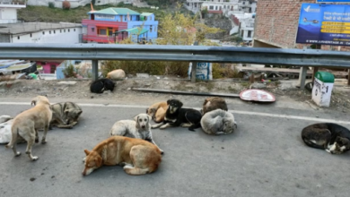Photo of लावारिस कुत्तों की नसबंदी करने वाला अभियान होगा तेज