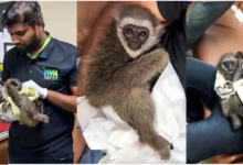 Photo of मुंबई एयरपोर्ट पर टूरिस्ट के बैग में मिले सिलवरी गिबन