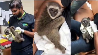 Photo of मुंबई एयरपोर्ट पर टूरिस्ट के बैग में मिले सिलवरी गिबन