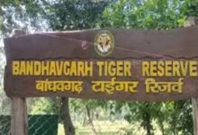 Photo of बांधवगढ़ समेत पूरे मध्यप्रदेश के टाइगर रिजर्व में नाइट सफारी पर रोक