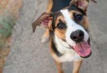 Photo of हाईकोर्ट ने कहा कुत्तों की नसबंदी बड़ा घोटाला