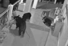 Photo of उत्तरकाशी: भोजन की तलाश में बच्चों के साथ घर में घुसा भालू, सीसीटीवी कैमरे में हुए कैद