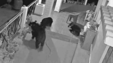 Photo of उत्तरकाशी: भोजन की तलाश में बच्चों के साथ घर में घुसा भालू, सीसीटीवी कैमरे में हुए कैद