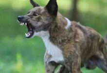 Photo of अलीगढ़ में हैरान कर देने वाला मामला! कुत्ते के काटने के 14 घंटे बाद युवक भौंकने और काटने लगा—इंसान या जानवर