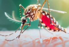 Photo of दिल्ली में डेंगू के दो और मरीजों की मौत, इस वर्ष संख्या चार हुई; स्वास्थ्य विभाग चिंतित