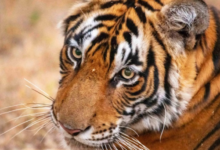 Photo of उत्तराखंड: बाघ हुए खूंखार… बढ़ रहे हमले, 19 दिनों में छह लोगों की वन्यजीवों के हमलों में हो चुकी मौत