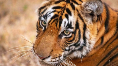 Photo of उत्तराखंड: बाघ हुए खूंखार… बढ़ रहे हमले, 19 दिनों में छह लोगों की वन्यजीवों के हमलों में हो चुकी मौत