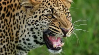 Photo of उत्तराखंड: घुड़दौड़ी के जामलाखाल में गुलदार ने व्यक्ति को बनाया निवाला, ग्रामीणों में दहशत