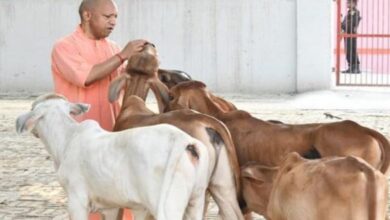 Photo of देश में यूपी नंबर वन: योगी सरकार में बढ़ा 40 फीसदी दुग्ध उत्पादन, बड़ी ताकत बनीं ग्रामीण महिलाएं